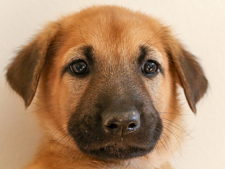 chinook puppy